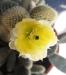 Opuntia Microdasys var. Albispina 3.jpg